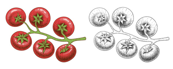 The branch with the tomatoes. Hand-drawn in color and engraved. Isolated on a white background. Vector illustration.