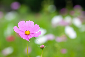 Fototapeta premium コスモス畑の花一輪