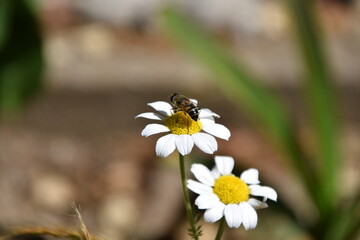 Obraz premium Abeja posada en una margarita en primavera