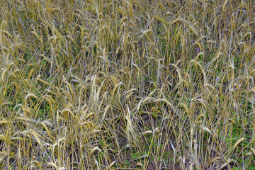 Ripe ears of wheat on the endless village field. The end of summer in the foothills of the Western Urals. Natural background for graphic projects.