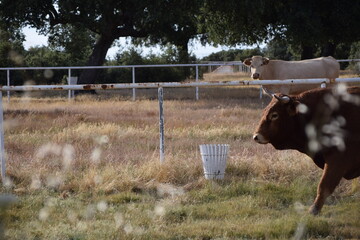 Granja con vaca, vallado y algunas espigas
