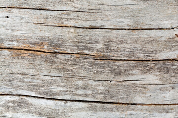 Fototapeta premium Weathered surface of a large driftwood log