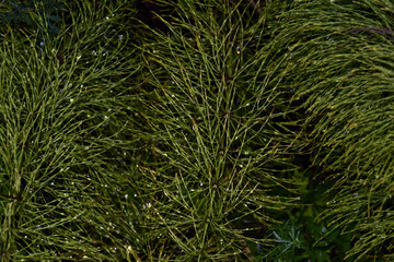 Stems of field grass in small, shiny drops after a summer rain. Natural background for graphic projects.