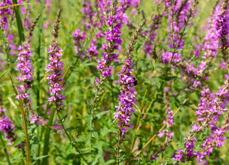 Purple loosestrife with a bumblebee gathering pollen