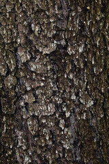 The characteristic structure of the bark of the spruce tree. Natural background for graphic projects.