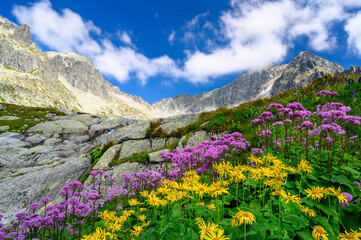 In the foreground mountain flowers in the Tatra National Park. In the background rocky peaks with blue sky and clouds.