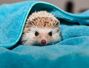 Domesticated white hedgehog peeking out of a turquoise cotton towel after grooming © spela