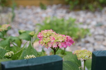 Hortensia floreciendo, a principios de primavera