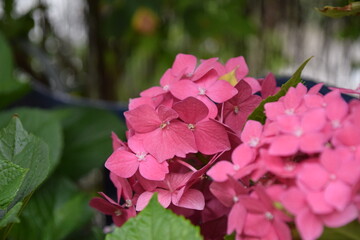 Flor de hortensia de color rosa en el jardin