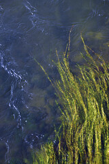 Algae at the bottom of the fast and clean Ural river. Natural background for graphic projects.