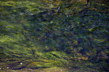 Algae at the bottom of the fast and clean Ural river. Natural background for graphic projects.