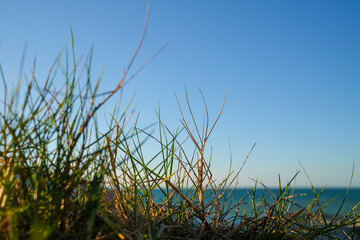 Closeup of wild grass against sky and sea