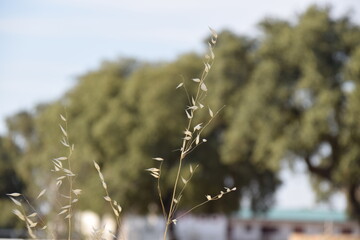espiga enfocada con fondo de arboles de encina
