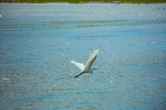 Exotic trip to Africa. Great egret flies