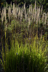 Dry stalks of field grass in the wind. The end of summer in the foothills of the Western Urals. Natural background for graphic projects.