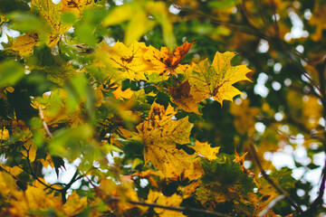 bright fallen off maple leaves on the ground in autumn