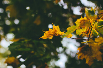  green and yellow maple leaves as symbol of autumn