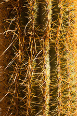 Atacama desert. North of Chile