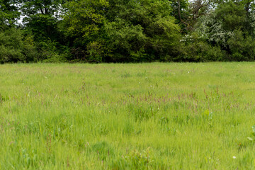 luscious green summer meadow in bright sun