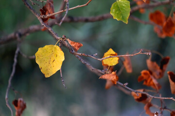 Leaves changing colors in a forest. Selective focus.