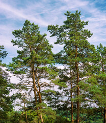 pine trees in a forest look up at the blue sky