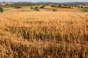 Los Ports natural park