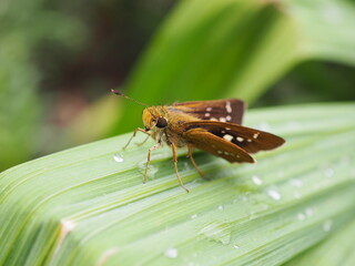 イチモンジセセリ