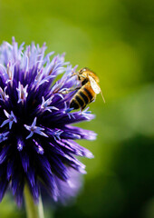 Flower, Bumblee