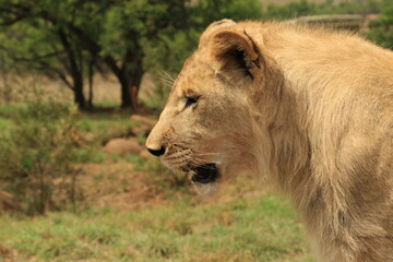 LION IN THE WILD JUNGLE
