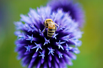 bee on a flower