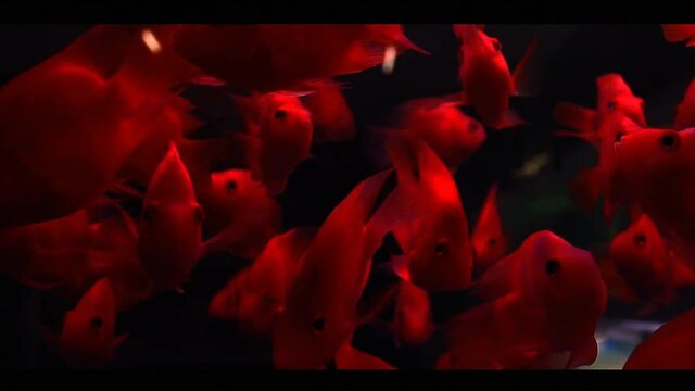School of Blood Parrot Cichlid  gently swimming in a dimly lit fish tank with a black background at a pet shop in Chatuchak Weekend Market in Thailand
