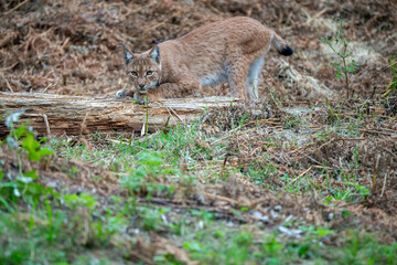 Naklejka na ściany i meble Beautiful and endangered lynx in the nature habitat