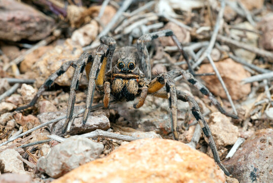 spanish tarantula / Spanische Tarantel (Lycosa hispanica) - Andalucia, Spain
