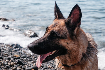 Portrait of a black-and-red female German shepherd on the background of the sea. A wet thoroughbred dog in nature, on the beach looks with his loyal and intelligent gaze.