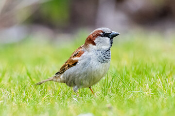 Spatz im Garten
