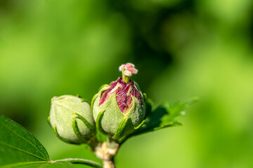 schön, Makro, Hintergrund, natürlich, Natur, Pflanze, Garten, Sommer, Rot, Frühling, Blüte, Grün, Blatt, Blume, Nahaufnahme, Magenta, Rosa, Schönheit, Busch, Botanik, Frische, Zweig, Kopf, Wachsen, Te