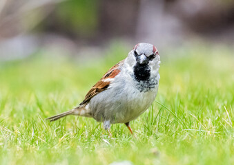 Spatz im Garten