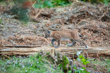 Beautiful and endangered lynx in the nature habitat