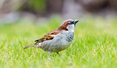 Spatz im Garten