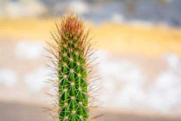 Macro closeup to the spines of a cactus with selective focus. Cactus with long red pointed spines with selective focus. copy space.