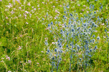 Blue headed flatleaved, Eryngium planum L, flower with pink flowers background