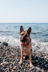 Portrait of a black-and-red female German shepherd on the background of the sea. A wet thoroughbred dog in nature, on the beach looks with his loyal and intelligent gaze.