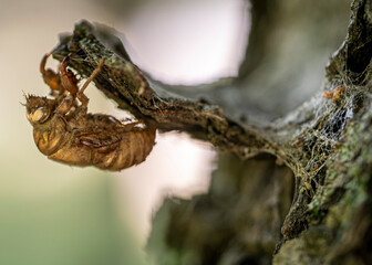 Obraz premium A fragile exoskeleton clinging to a tree is all that remains of a cicada that has transformed by molting and flying away.