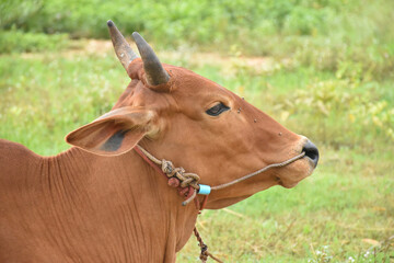 A head of red cow which lying on the ground in the morning and waiting for the farmer owners.