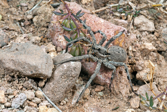 Spanische Tarantel (Lycosa hispanica) - spanish tarantula 