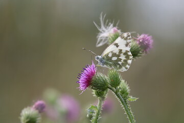 Reseda-Weißling Pontia edusa auf einer Blüte