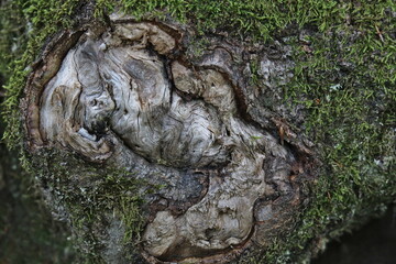 alte Narbe an einer Baumwurzel mit kurioser Form