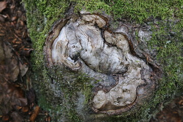 alte Narbe an einer Baumwurzel mit kurioser Form
