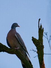 The common wood pigeon, Columba palumbus, is a large species in the dove and pigeon family.