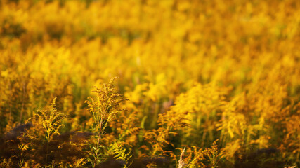 Yellow autumn flower field background